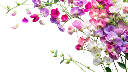 Colorful sweet pea flowers isolated on transparent background
