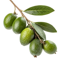 Group of green feijoa fruits on a branch isolated on transparent background