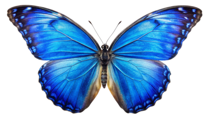 blue butterfly isolated on white