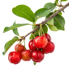 A cluster of juicy red cherries on a branch isolated on white isolated on transparent background