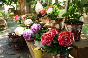 Colorful hydrangea flowers arranged on wooden shelves in a sunny garden setting during spring