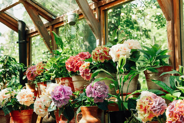 Beautiful hydrangea blooming flowers in a greenhouse during the day in a lush garden setting