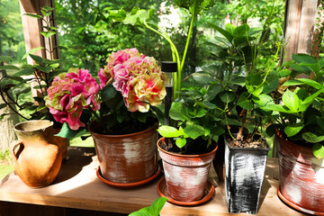 Vibrant hydrangea flowers and greenery on display in a garden setting with natural sunlight