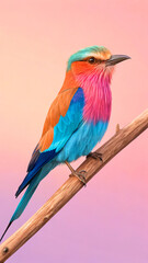 Obraz premium Lilac breasted roller perched on branch bird
