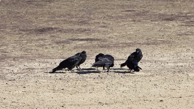 American Crow adult parent with hungry, aggressive young on a beach