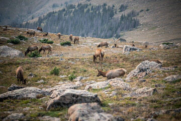 Elk Heard