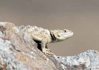 lizard on a stone