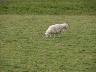 Ovejas en la Isla de Skye, Escocia, Reino Unido
