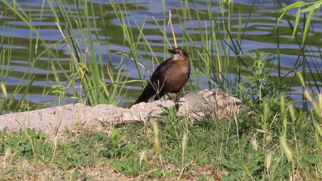 Female Great-tailed Grackle in a marsh in spring, with sound