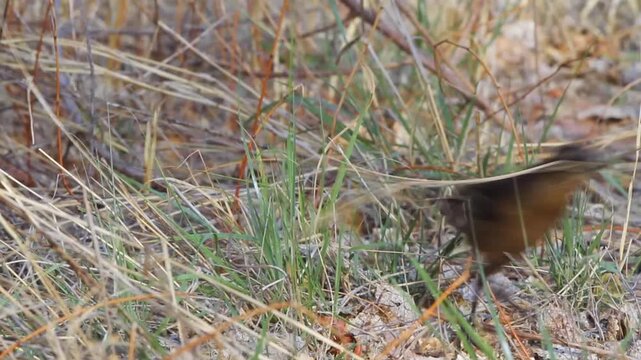 Great-tailed Grackle in marshy grass, with sound