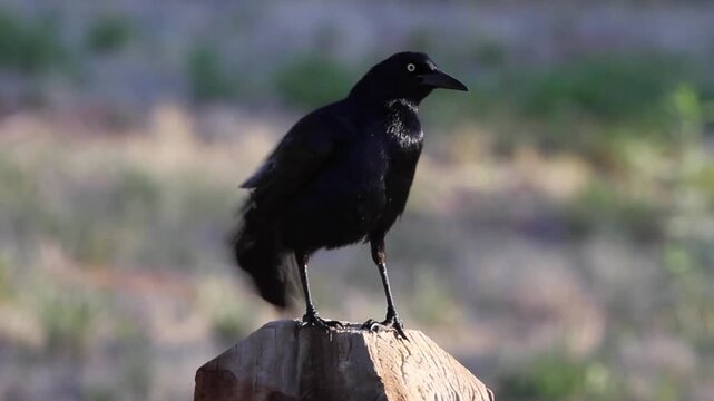Male Great-tailed Grackle in a marsh in spring, with sound