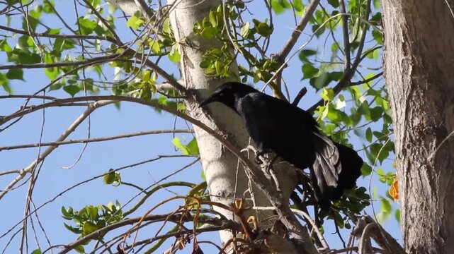 Great-tailed Grackle in a tree, with blue sky and sound