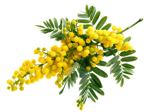Premium studio shot showing Mimosa blossom branch with yellow flowers and green leaves springtime bloom isolated on transparent backgroundMimosa blossom branch with yellow flowers and green leaves spr
