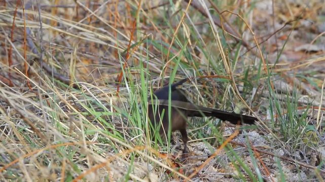 Great-tailed Grackle in marshy grass, with sound