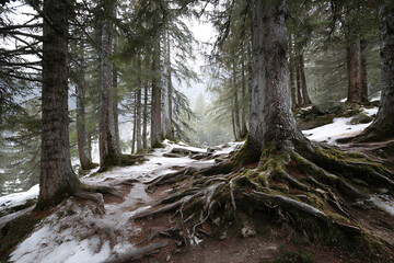 Winter forest landscape photography with snow covered ground and tall trees in nature scenery view