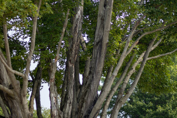 trees in the forest 