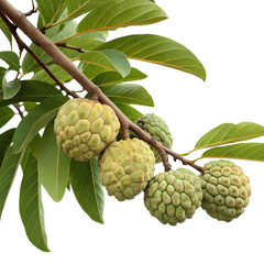 Fototapeta premium Custard apple fruit on a branch isolated on transparent background