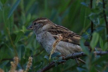 Moineau domestique de profil © Guillaume boulanger