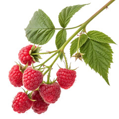 Fresh ripe raspberries on a branch isolated on transparent background