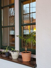 Potted Plants on Urban Window Ledge