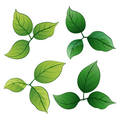 Green Leaves Illustration with Natural Botanical Design