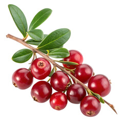 Red lingonberries on a branch isolated on transparent background