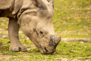 A Rhino in the grass