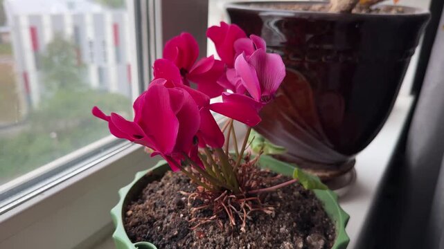 Cyclamen with pink flowers in a pot on the windowsill. Bright pink flowers