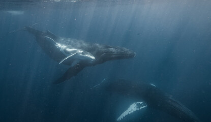 A humpback whale and her calf glide peacefully just below the ocean’s surface. This underwater snapshot captures a tender moment between the gentle giants in their natural blue habitat.