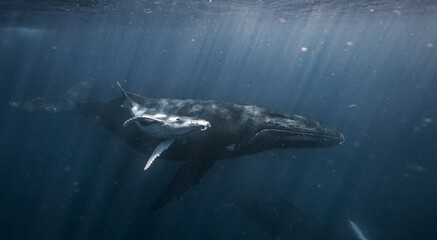 Obraz premium A humpback whale and her calf glide peacefully just below the ocean’s surface. This underwater snapshot captures a tender moment between the gentle giants in their natural blue habitat.