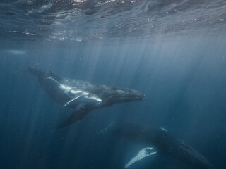 Naklejka premium A humpback whale and her calf glide peacefully just below the ocean’s surface. This underwater snapshot captures a tender moment between the gentle giants in their natural blue habitat.