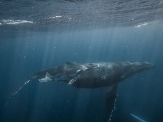 Fototapeta premium A humpback whale and her calf glide peacefully just below the ocean’s surface. This underwater snapshot captures a tender moment between the gentle giants in their natural blue habitat.