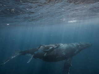 Fototapeta premium A humpback whale and her calf glide peacefully just below the ocean’s surface. This underwater snapshot captures a tender moment between the gentle giants in their natural blue habitat.