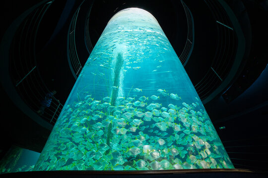 Akwarium z ławicą ryb

