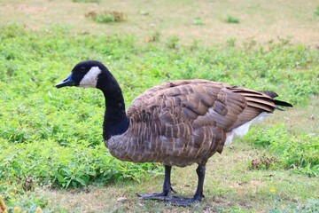 Canada goose（カナダ雁）