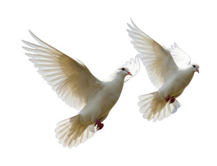 Obraz premium Doves in flight outdoor scene wildlife bright environment aerial symbol of peace isolated on transparent background