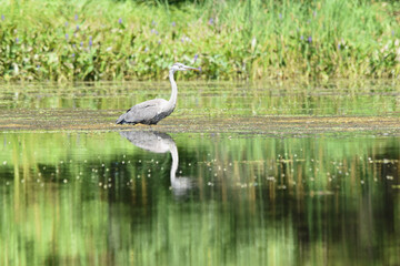 Marais Kingsbury 15 Août 2025