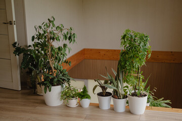 Indoor plants stand on the floor instead of fencing on the second floor in a private house.