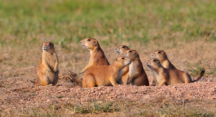 prairie dog family