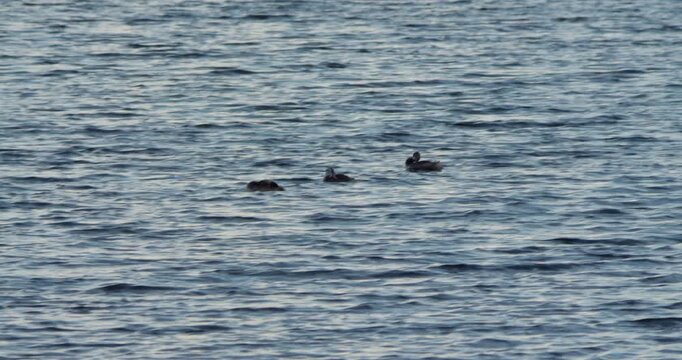 Three swamp ducks swim on the waves and clean their feathers