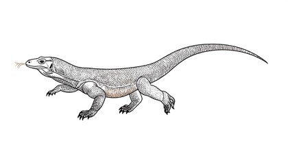 Obraz premium Detailed illustration of a komodo dragon.
