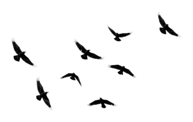 Flock of birds in flight open sky nature minimalist aerial freedom concept isolated on transparent background