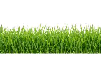Lush green grass growing in a vibrant natural landscape nature isolated on transparent background