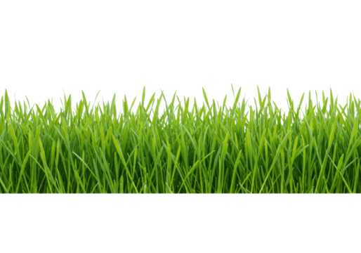 Lush green grass growing in a vibrant natural landscape nature isolated on transparent background