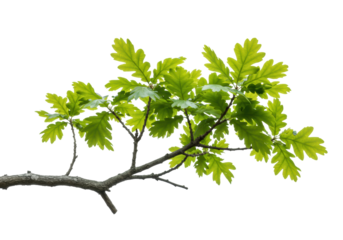 Vibrant green oak leaves nature scene bright environment detailed freshness concept isolated on transparent background
