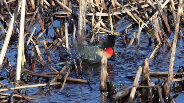 Male Yellow-headed Blackbird with red epaulets bathes energetically in a marsh