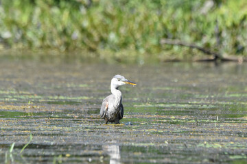 Marais Kingsbury 15 Août 2025