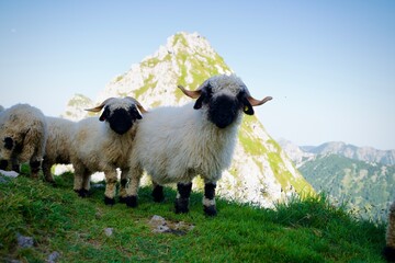 sheep in the mountains