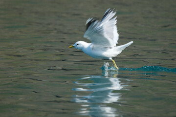seagull in flight