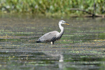 Marais Kingsbury 15 Août 2025